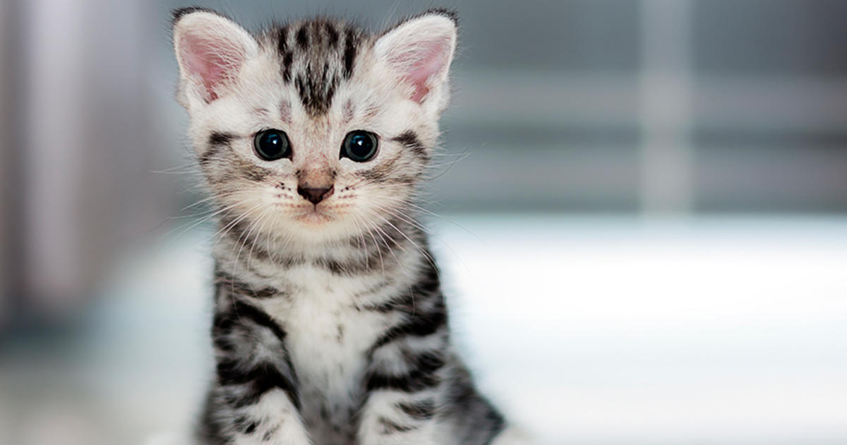 gato2